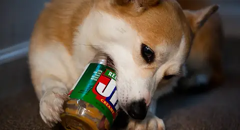 Dog-Approved Delights: 10 Human Foods Safe for Your Pup